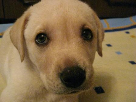 Лукошко Марошки