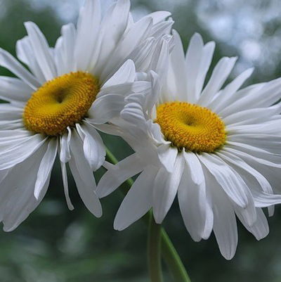 Екатерина Чеснокова