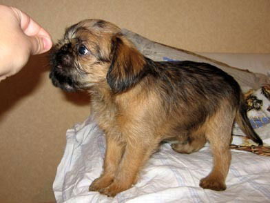 Полина Платонова