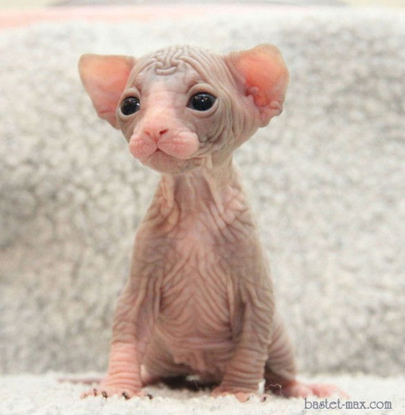 Неизвестно Неизвестно