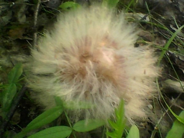 Павел Романов