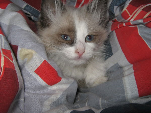 Кирилл Суворов