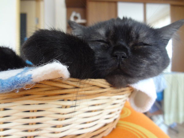 Катерина Зиновьева