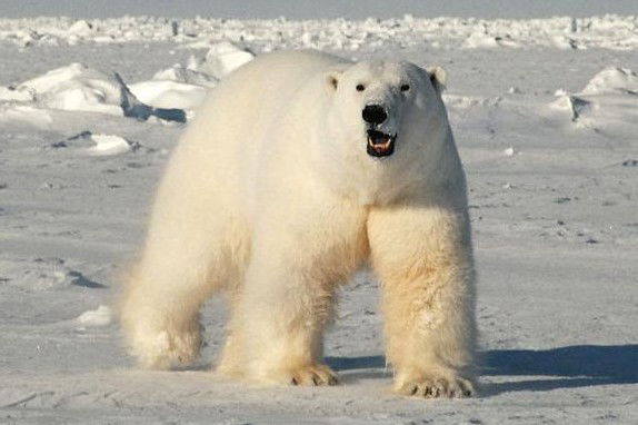 Артур Геворкян