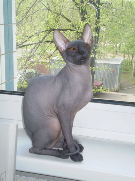 Лариса Першина