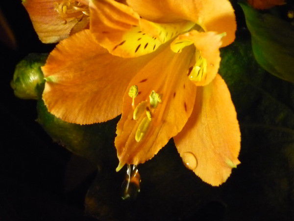 Наталья Керова