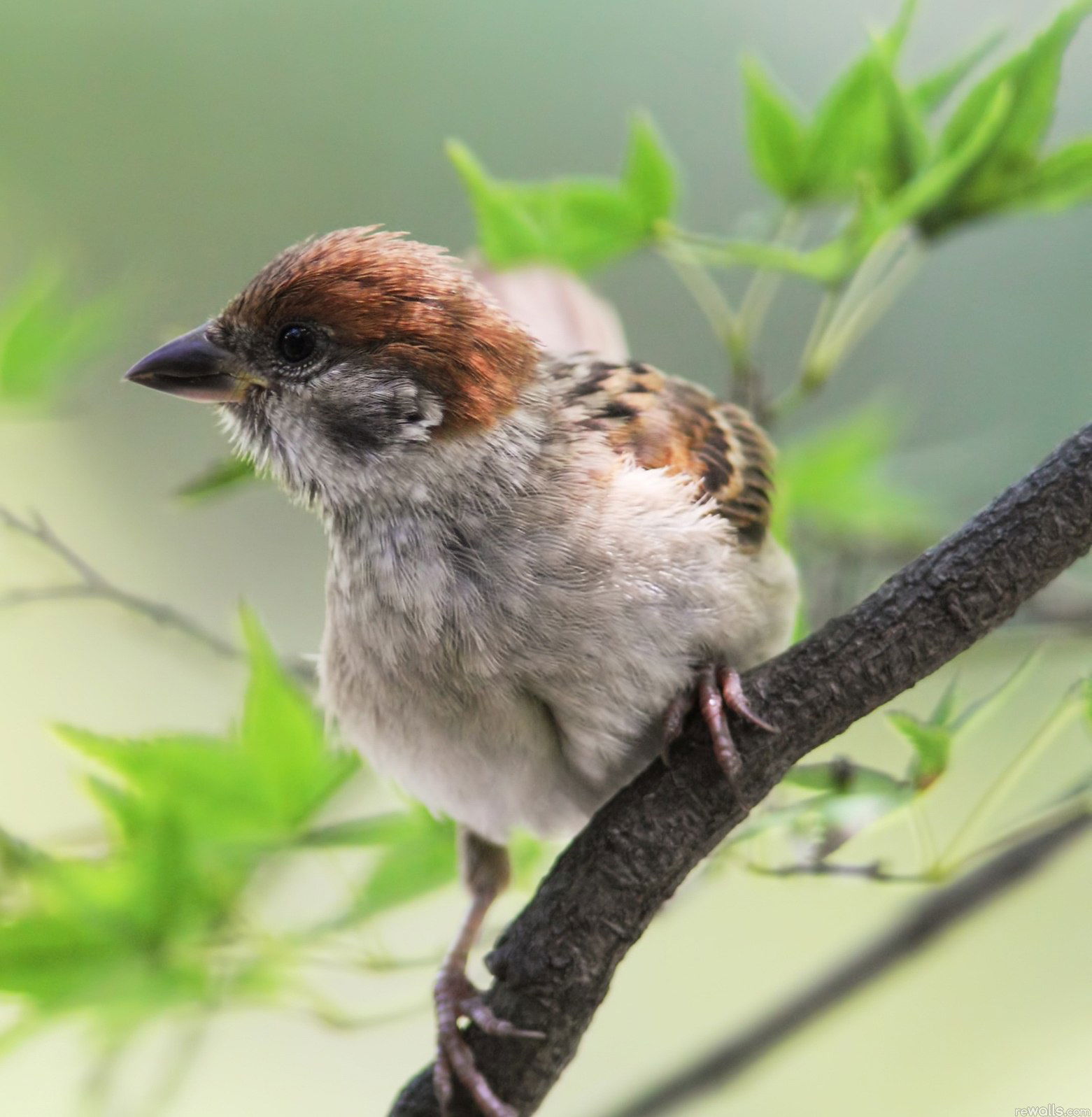 Люда Кузина