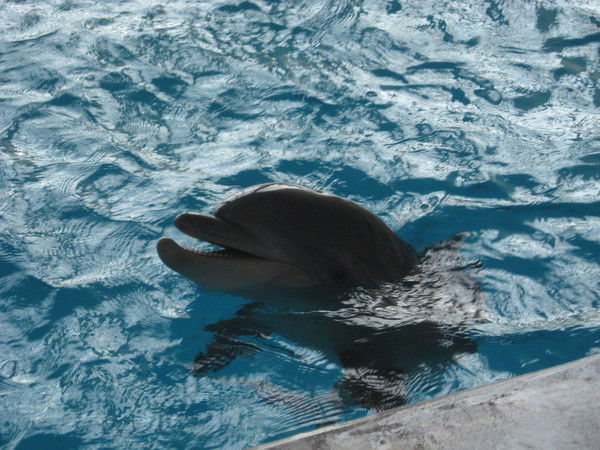 Светлана Ломова