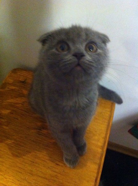 Миша Стеблин