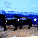 Флюр Ибрагимов