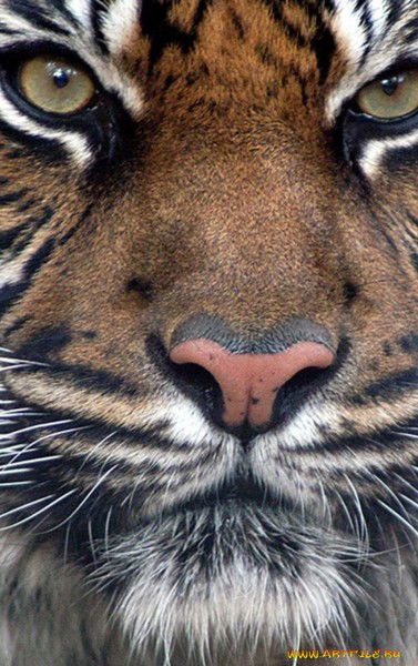 Алекс Анатолич