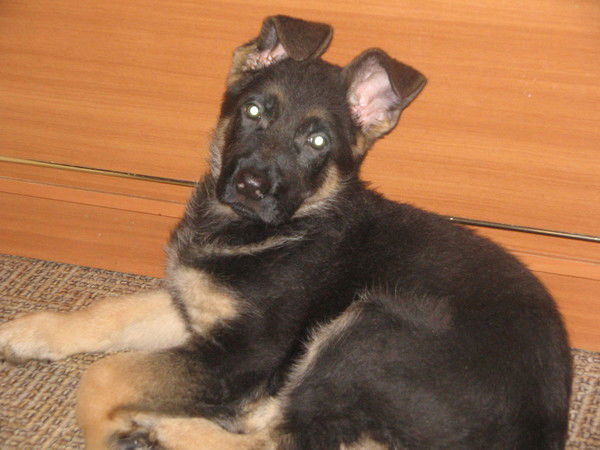 Максим Бурляев