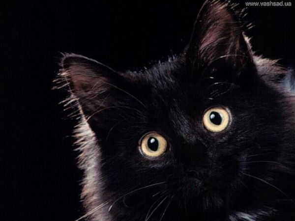 Анюта Мошкина