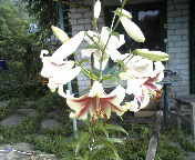 Лариса Борисенко