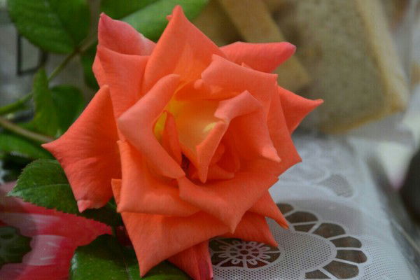 Виолетта Пак