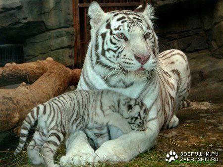 Сергей Юраков