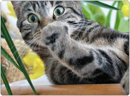 Ира Ломоносова