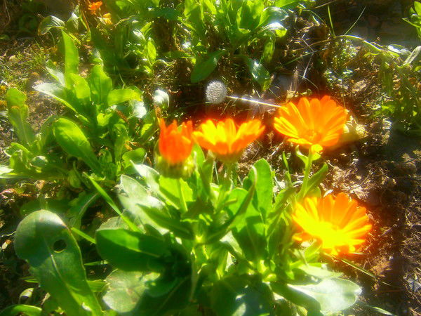 Лидия Кондратенко