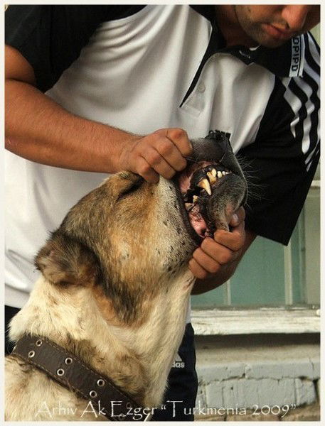 Joro Atanasov Atanasov