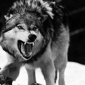 Владимир Босов