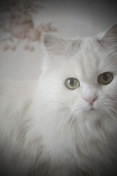 Дарья Колобова