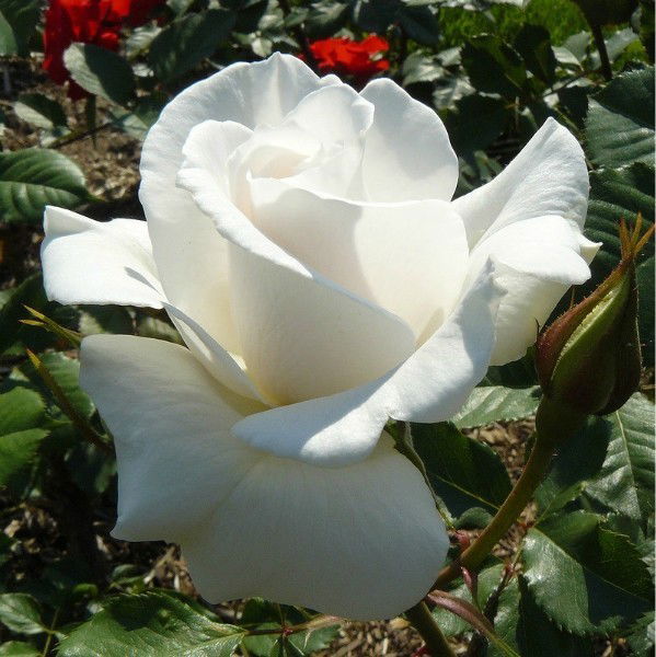 Татьяна Федорова