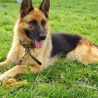 Юлианна Романенко