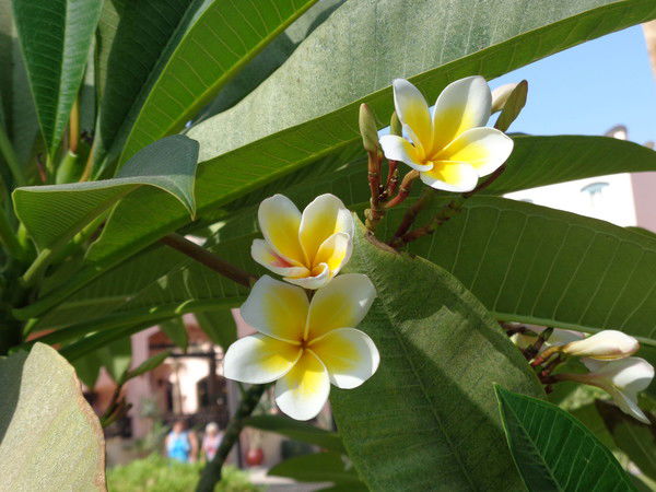 Елена Ященко