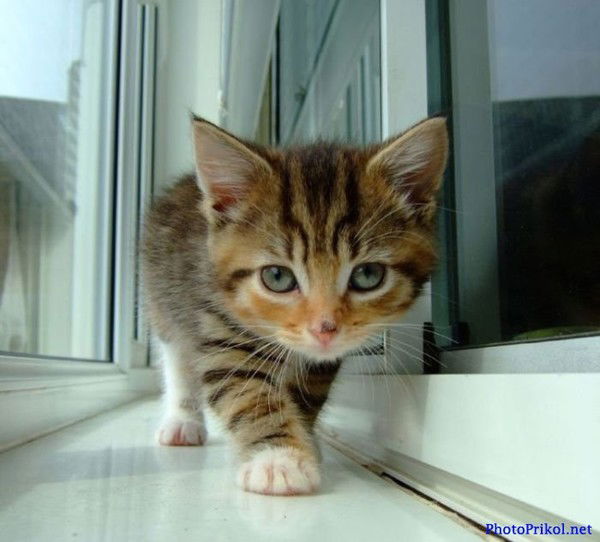 Наталья Драгун