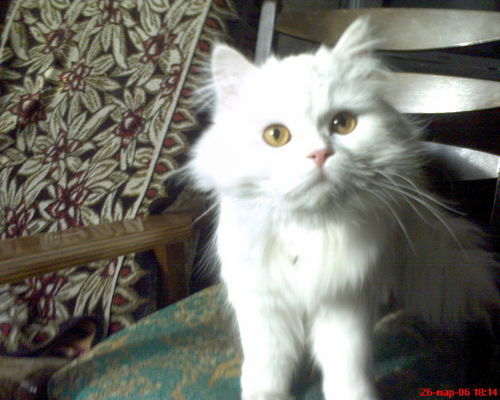 Ирина Рудницкая