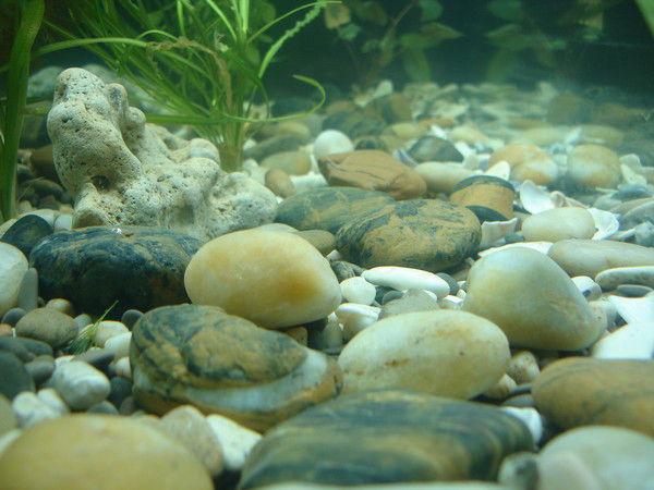 Кристина Костина