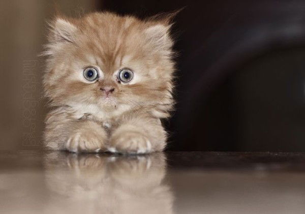 Татьяна Мерданская