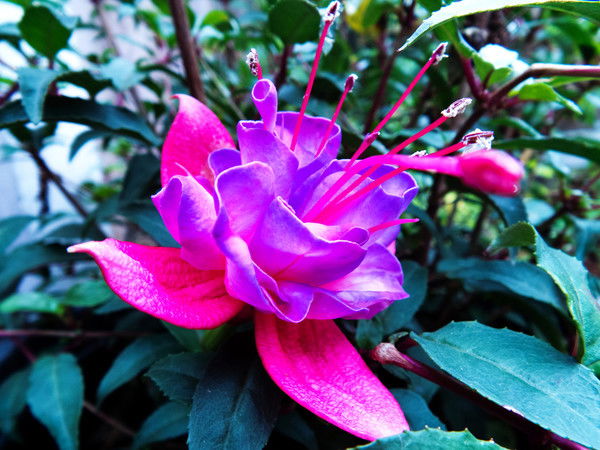 Галина Сенина