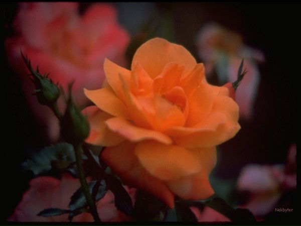 Данута Сасюк