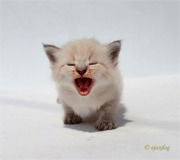 Ирина Красина