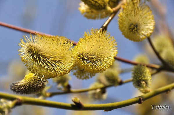 Татьяна Сорокина
