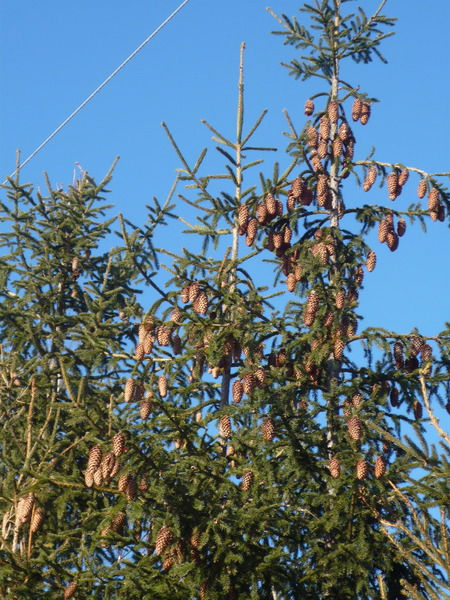 Вячеслав Репин