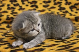 Светлана Черновол