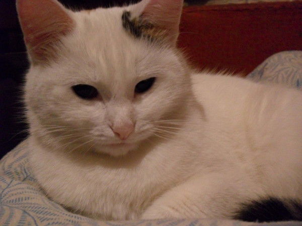 Наталья Хамова