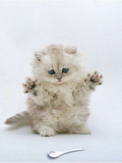 Светлана Тричева