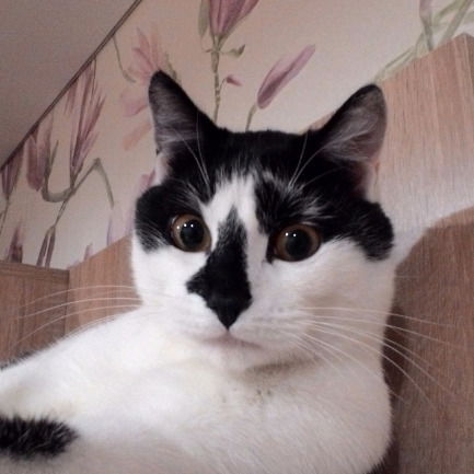 Роман Воеводин