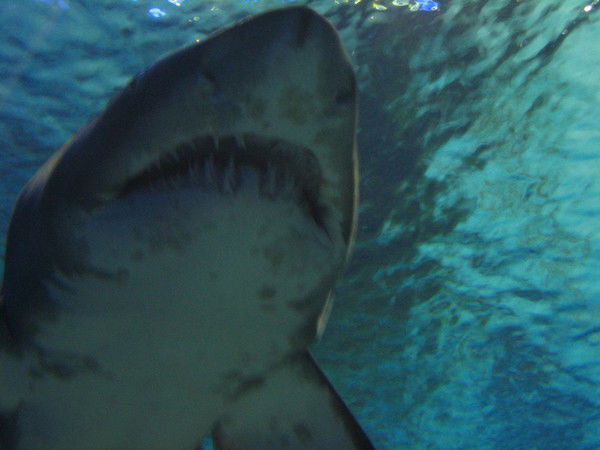 Максим Федоренко