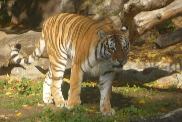 Александр Зверев