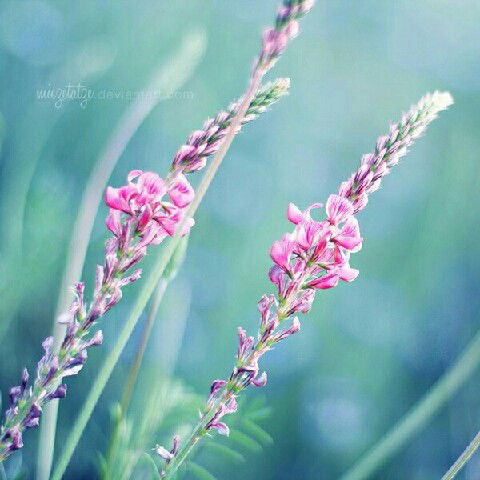 Элеонора Заворотько