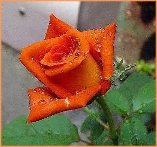 Лейла Шибилова