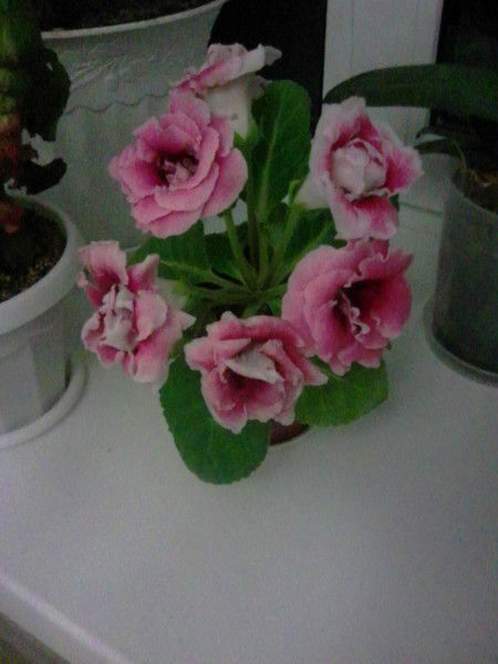 Светлана Саитова