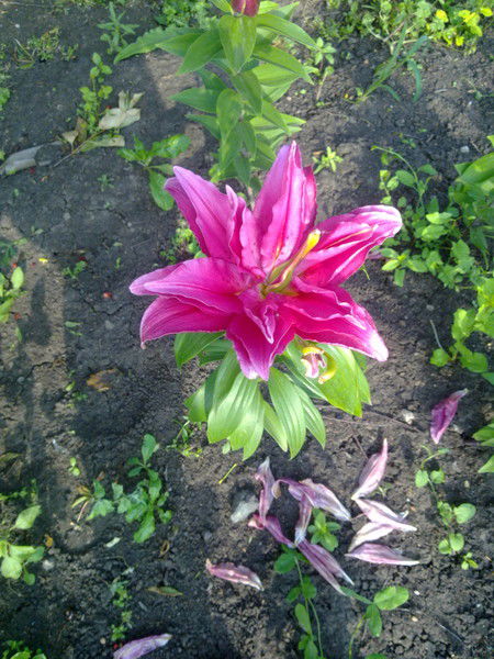 Елена Григорьева