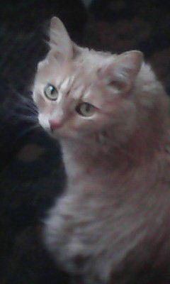 Екатерина Шевченко