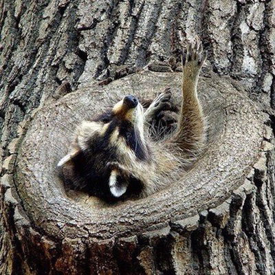 Наталья Глазунова