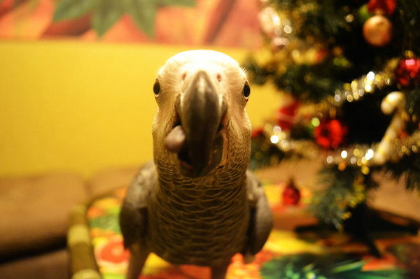 Ноточка Светославовна